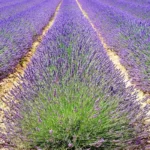 Rows of lavender in bloom on the Valensole plateau in Provence