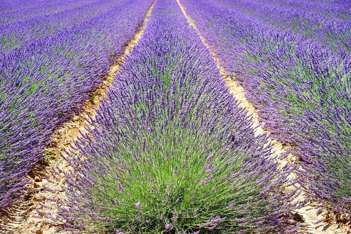 Best Time to Visit France